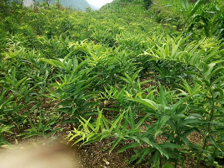 <b>黃精塊莖，黃精種苗哪兒有？黃精品種分類</b>